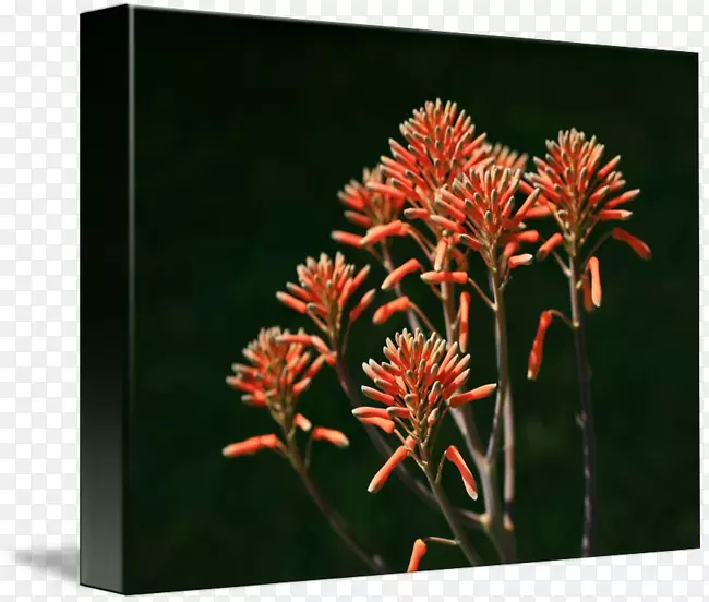 «�����հ滭��ֲ֭�����ʱ߽�-������