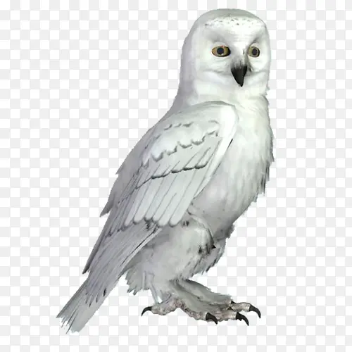 ��ɫèͷӥ-������