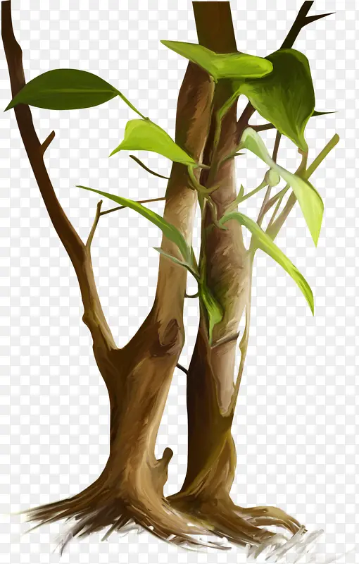 ��ľ��֦-������