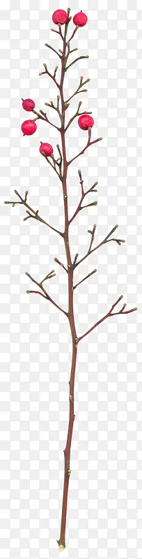 ��ɫ����-������