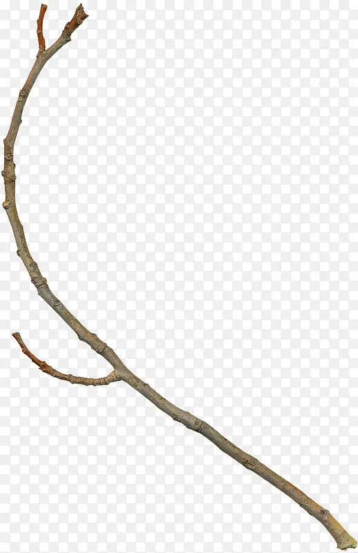 ��ή����֦-������