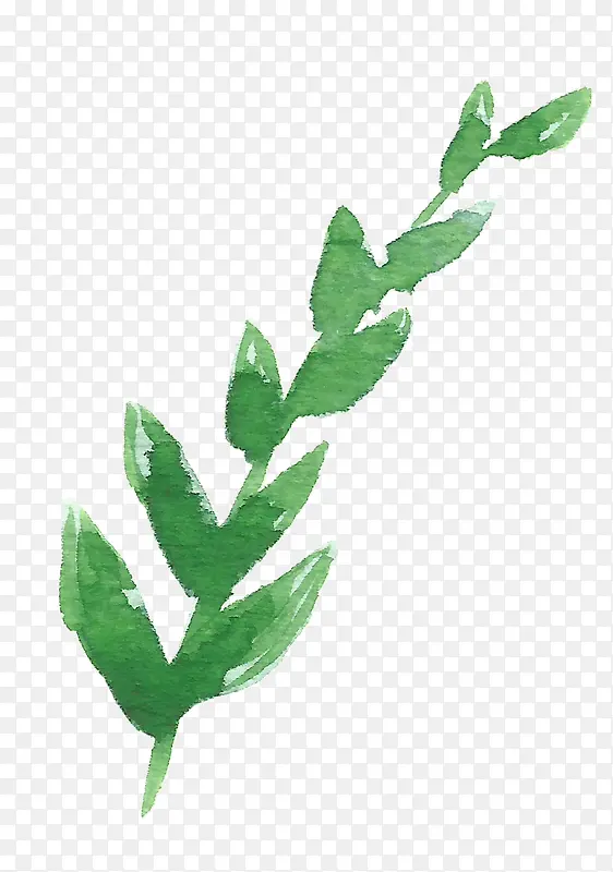 ��ɫҶ��-������