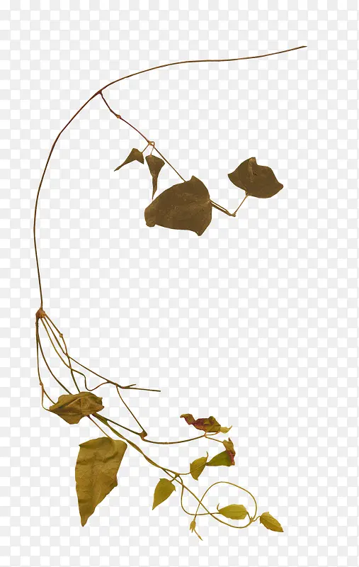 ϸ֦ͼƬ-������