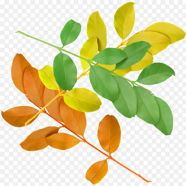 ��ͨ�����Ҷ-������