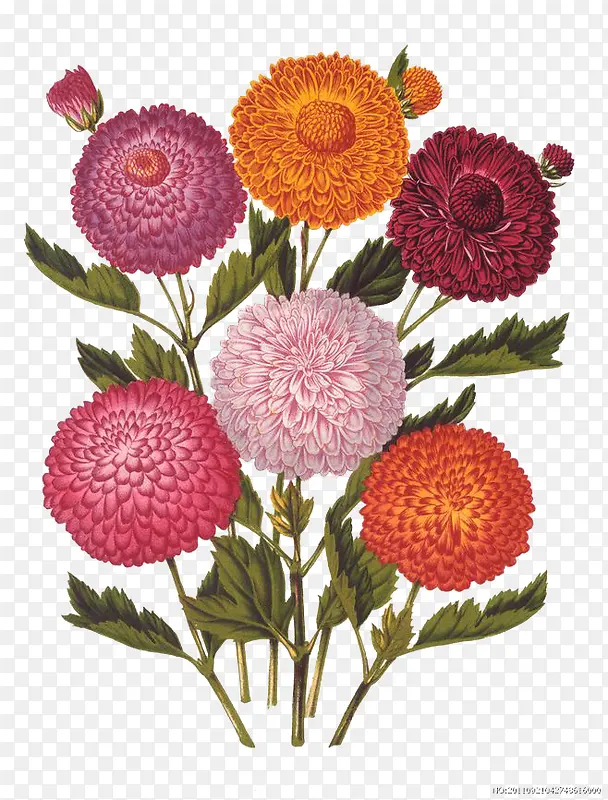 �ջ��廭-������