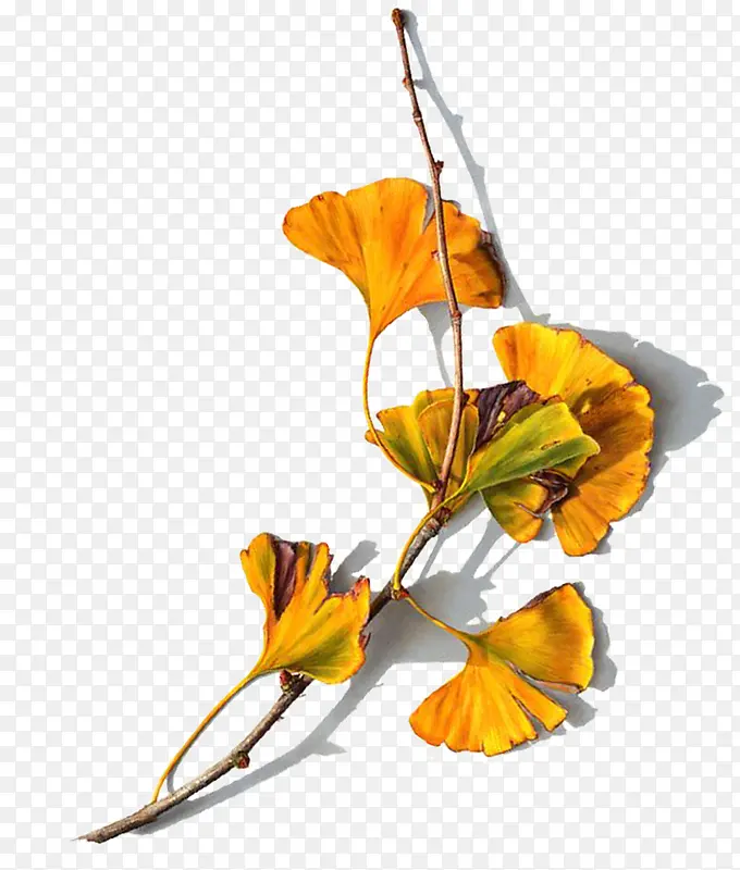 ����֦������Ҷ��ͼ-������