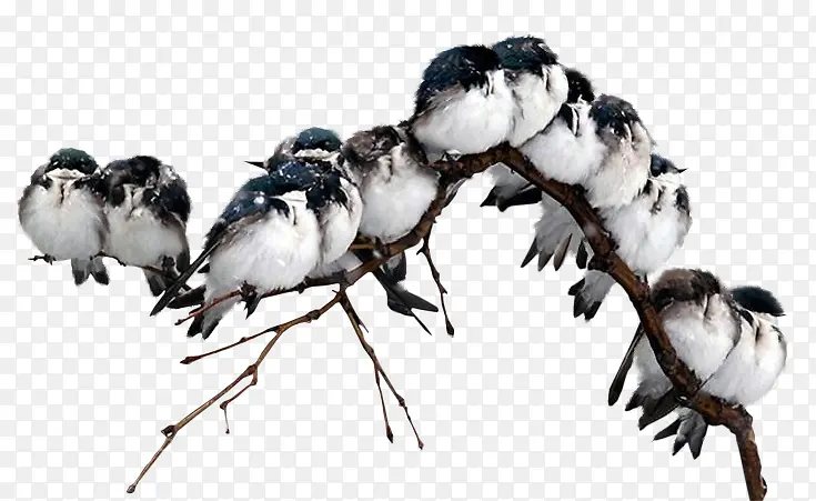 һȺС��-������