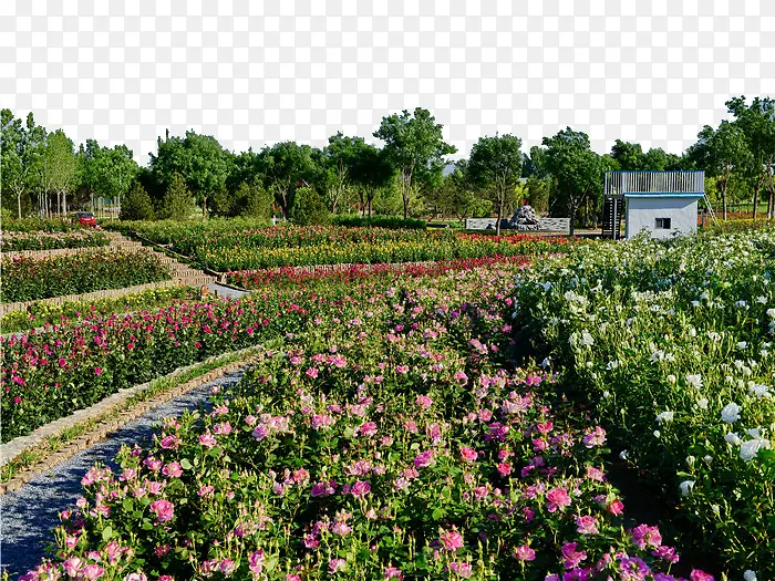 ���麣õ��԰-������