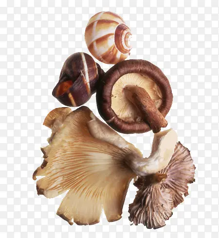 ���๽����ζʳ��-������