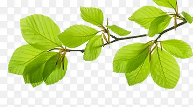 ��Ҷ�ز�Ԫ��-������