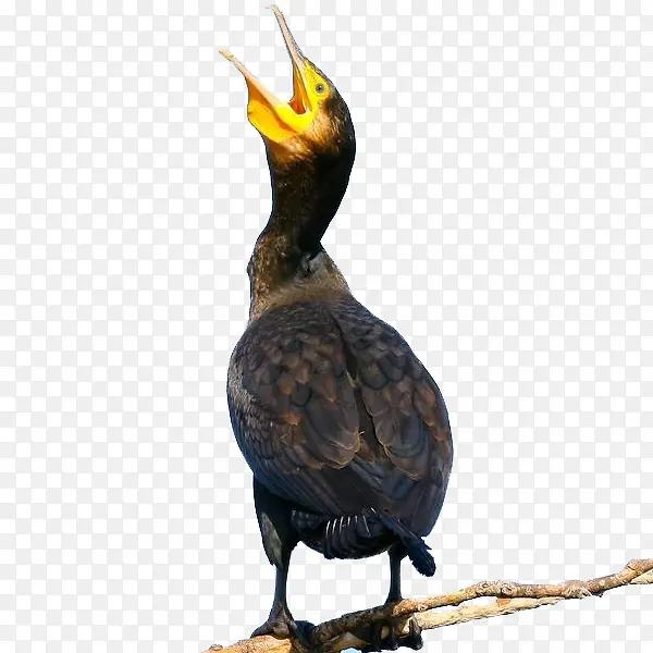 ��֦�ϼ�еĵ����-������