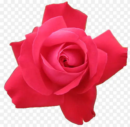 ��õ�廨-������