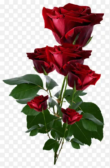 ��ɫõ�廨-������