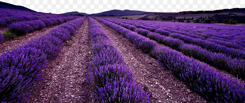 ������޹�²ݻ���-������