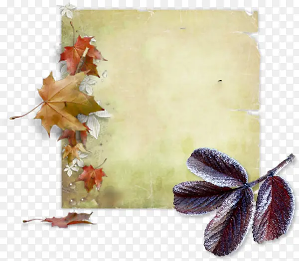 ʵ���Ҷ��Ҷ��Ҷ-������