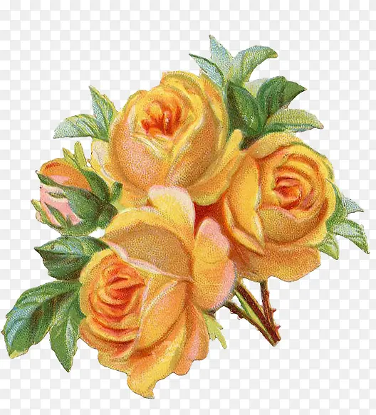 ��ɫõ��-������