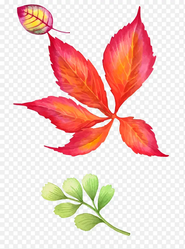 �ֻ���Ҷ-������