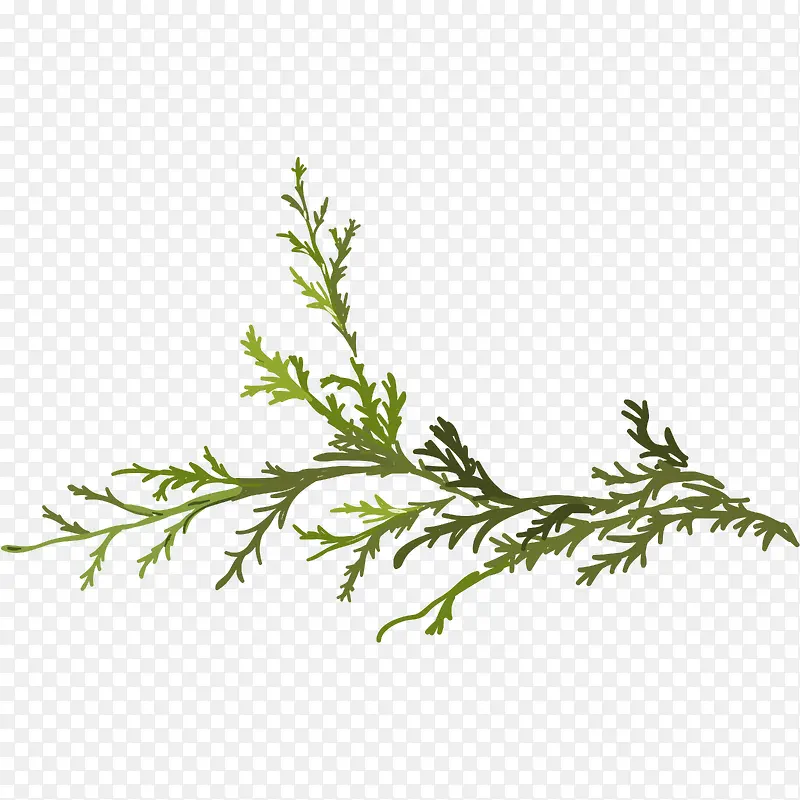 ��ɫ��֦-������