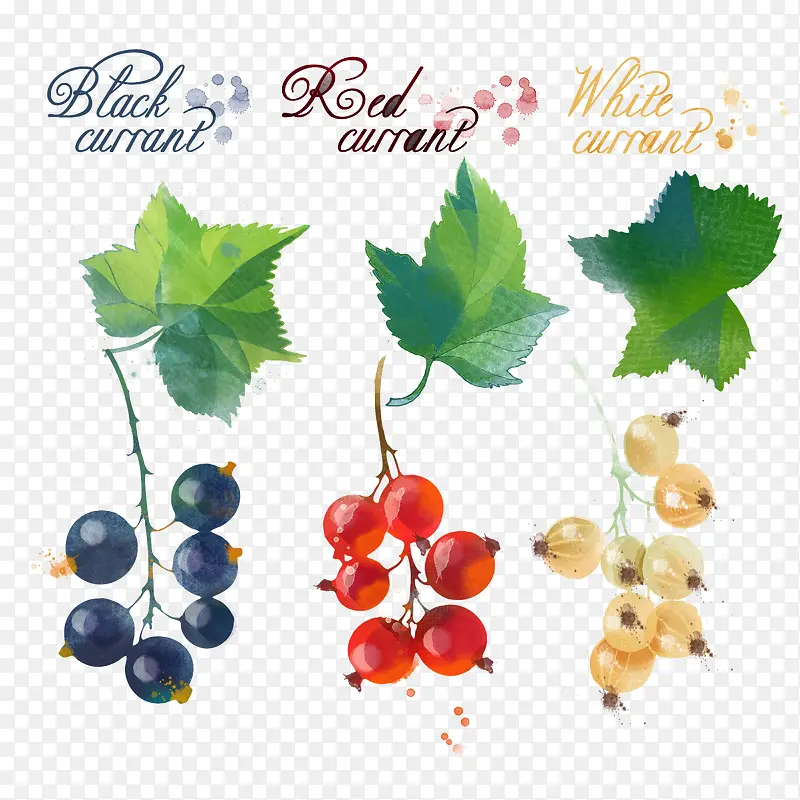 �ֻ�ˮ����ݮӣ��-������