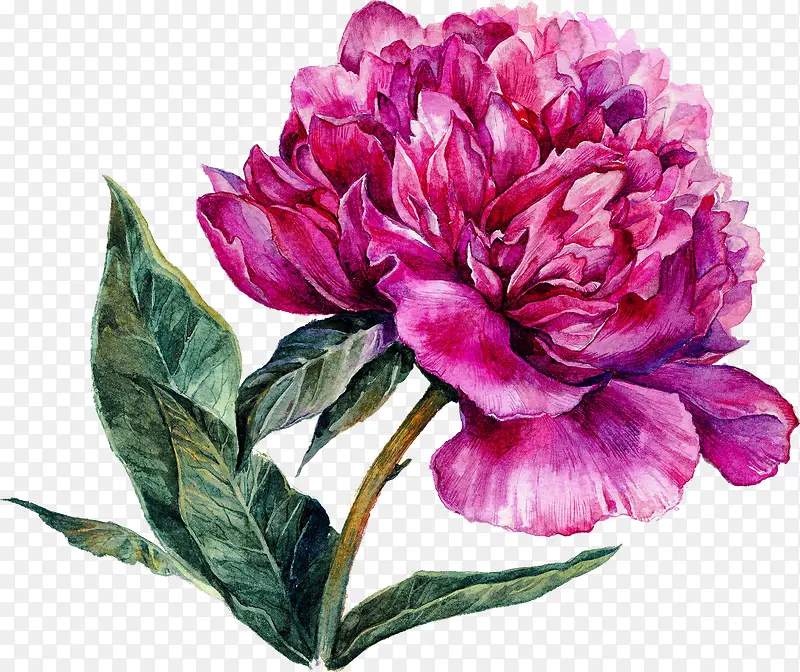 ��ɫĵ����-������