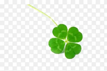 ��Ҷ��-������