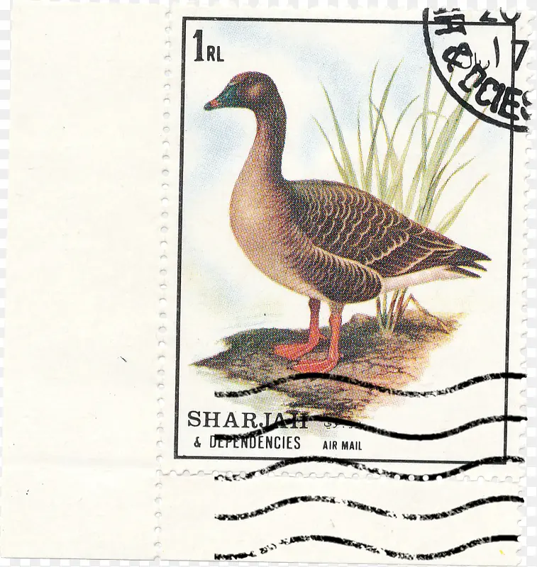 �������Ʊ-������