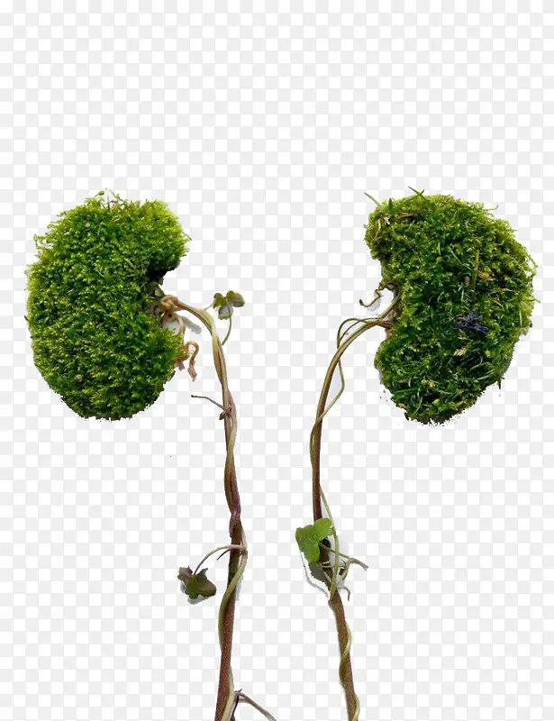 ��ɫ��֦ͼ��-������