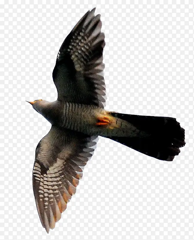 ���ﲼ����-������