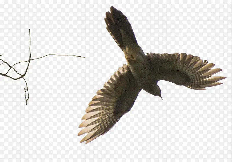 ���ﲼ����-������