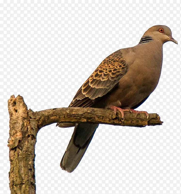 ���ﲼ����-������