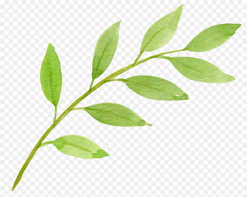 ��ɫ��֦-������