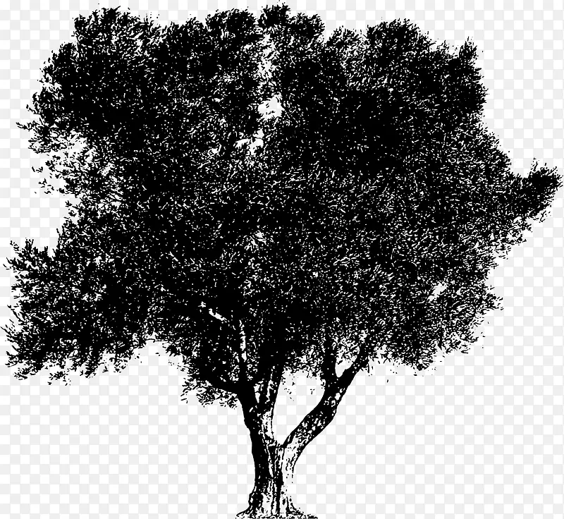 ��֦��Ӱ-������