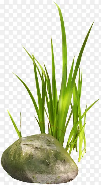 �̲ݺ�ʯͷ-������