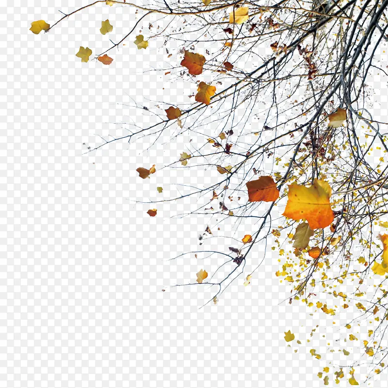 ��֦-������