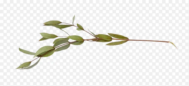 �ֻ�ɿ���֦-������