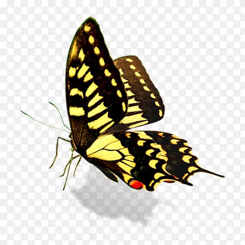 ����-������