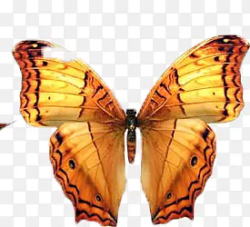 ���� ���� �걾-������