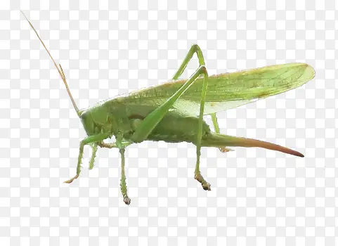 �ɰ�������-������