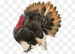 ��ͨ�ֻ濨ͨ�𼦲廭-������