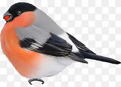 ��ͨ�ֻ濨ͨС��廭-������