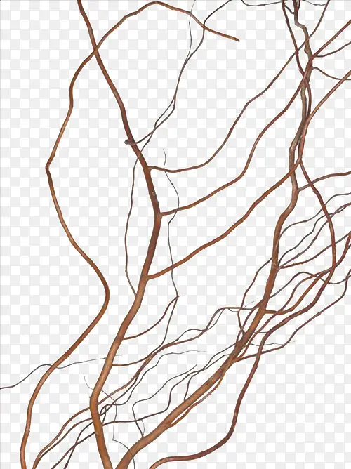 С֦�����Ƶ���֦-������