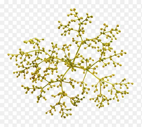 ��֦pngͼƬ-������