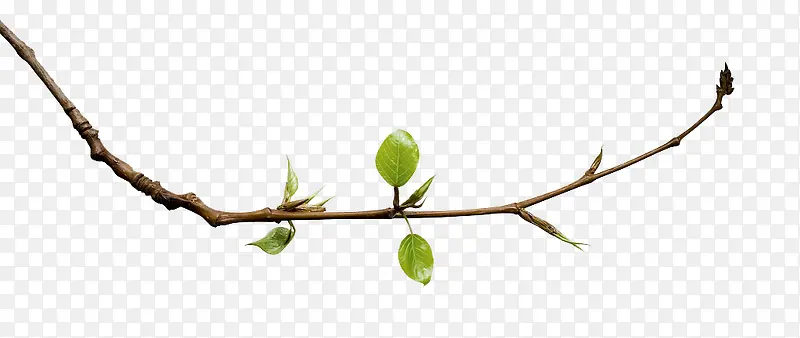 ϸ��֦����֦ѿ-������