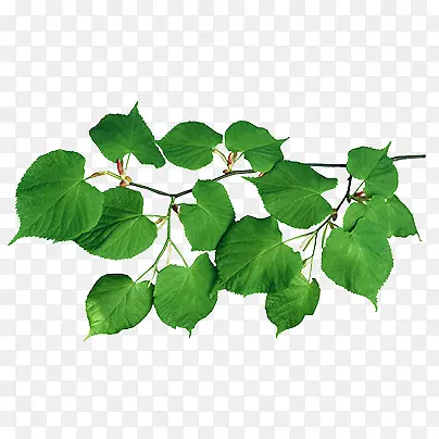 ��֦�ز�ͼƬ-������