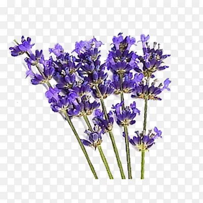 ޹�²ݻ����������-������