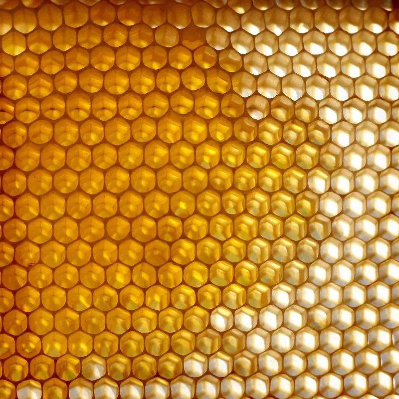 �䳲������Ӱ-������