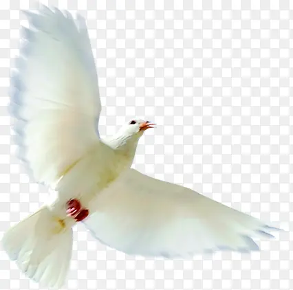 ������Ӱ���ڿ��а�ɫ����-������