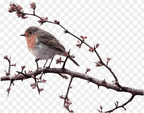 ��֦�ϵ�һֻС��-������