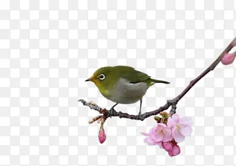 �һ�֦�ϵ�С��-������