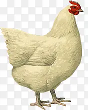 �ֻ�ĸ��-������